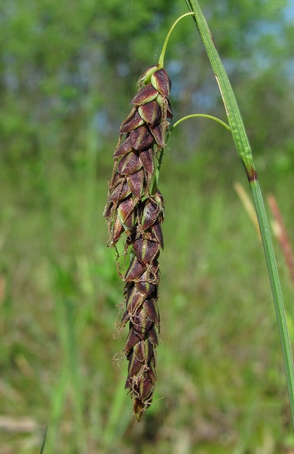 Image of Carex limosa specimen.