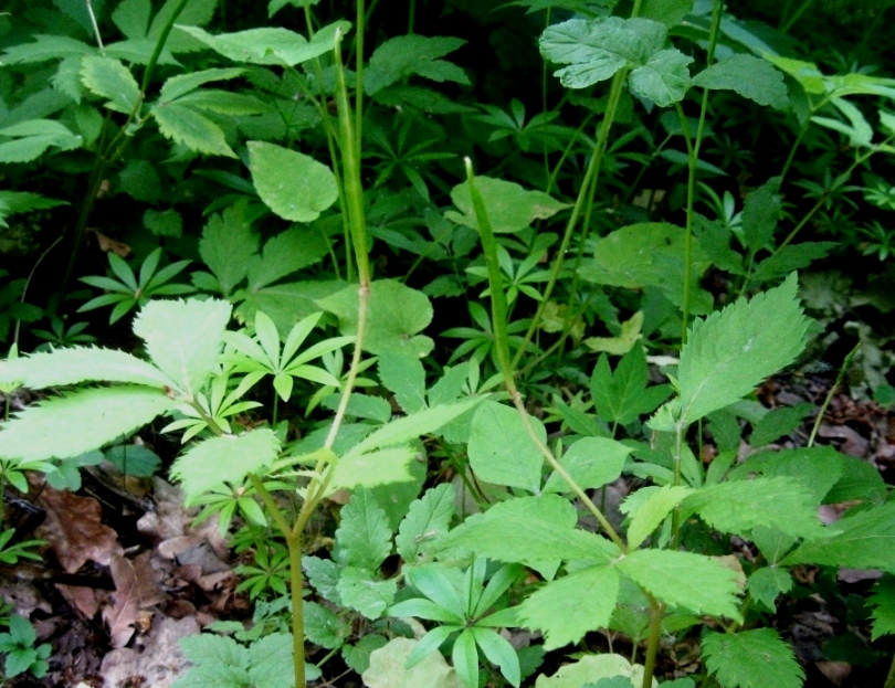 Image of Hylomecon vernalis specimen.