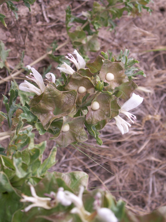 Изображение особи Lagochilus platycalyx.