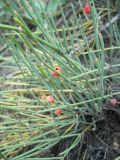 Ephedra monosperma. Растение с мегастробилами. Новосибирская обл., Искитимский р-н, окр. пос. Увсино, скальные обнажения на р. Шипунихе. 16 июля 2011 г.