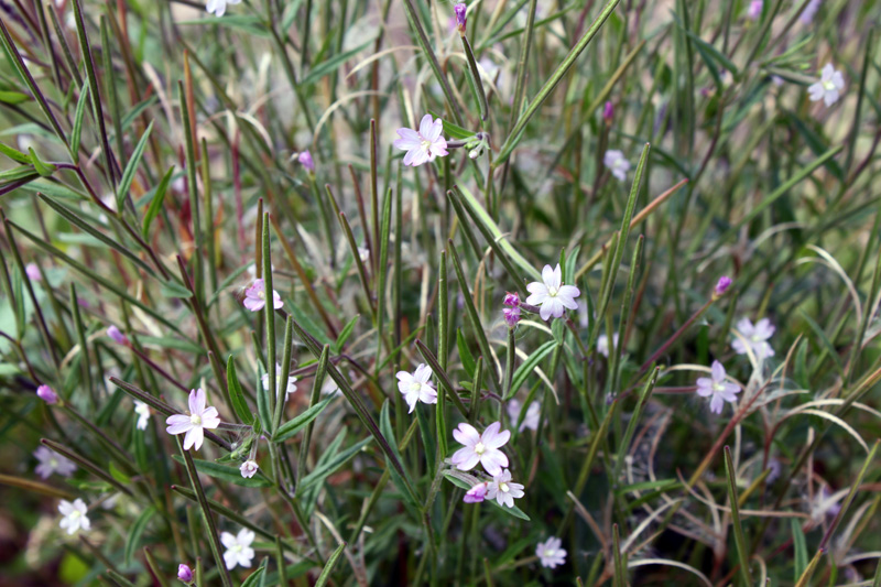 Image of Epilobium palustre specimen.