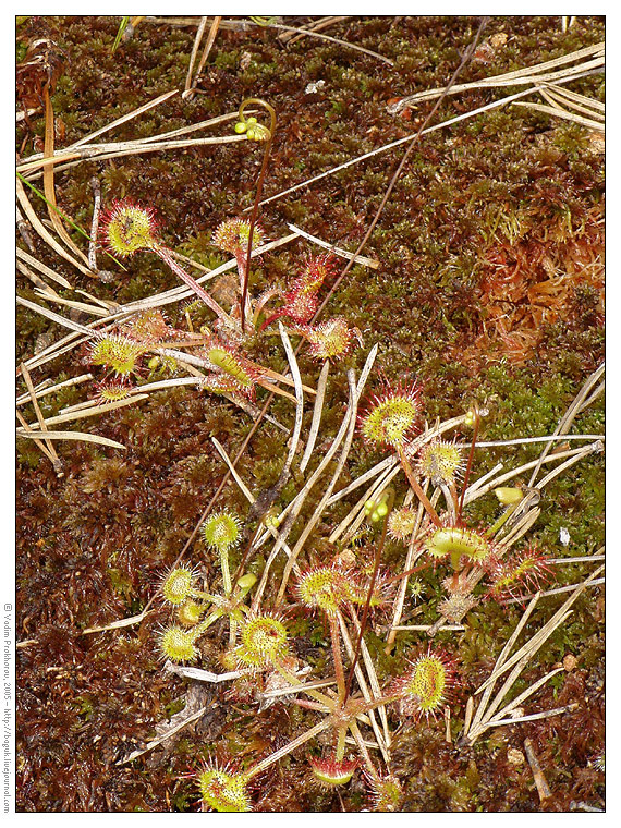 Изображение особи Drosera rotundifolia.