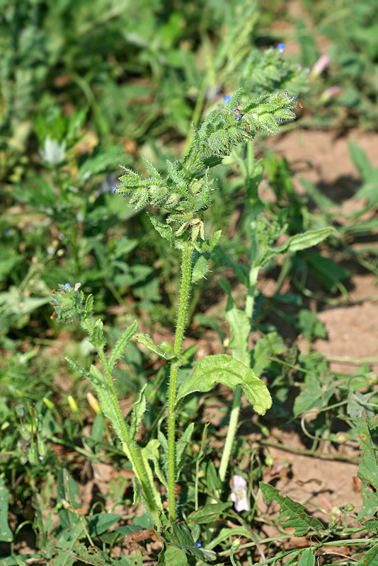 Изображение особи Lycopsis arvensis.