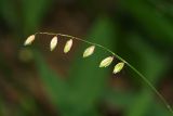 Melica nutans