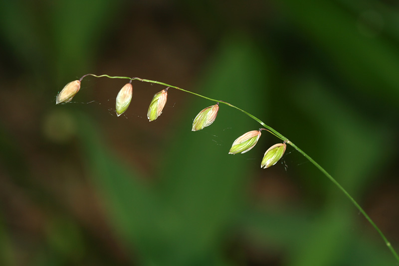 Image of Melica nutans specimen.