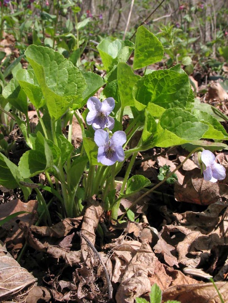 Изображение особи Viola mirabilis.