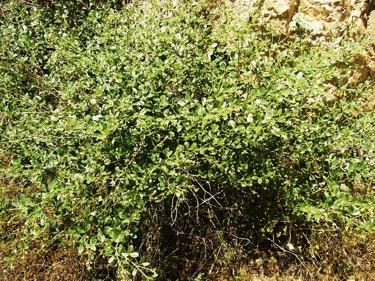 Image of Zygophyllum fabago specimen.