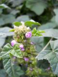 Malva variety neuroloma