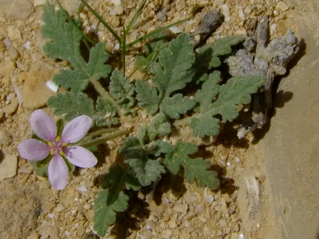 Изображение особи Erodium oxyrhynchum.