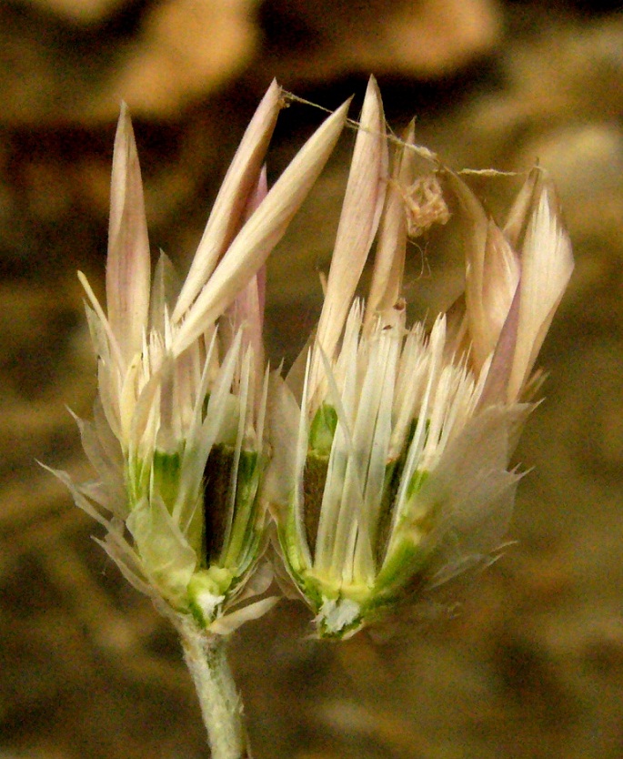 Image of Xeranthemum squarrosum specimen.