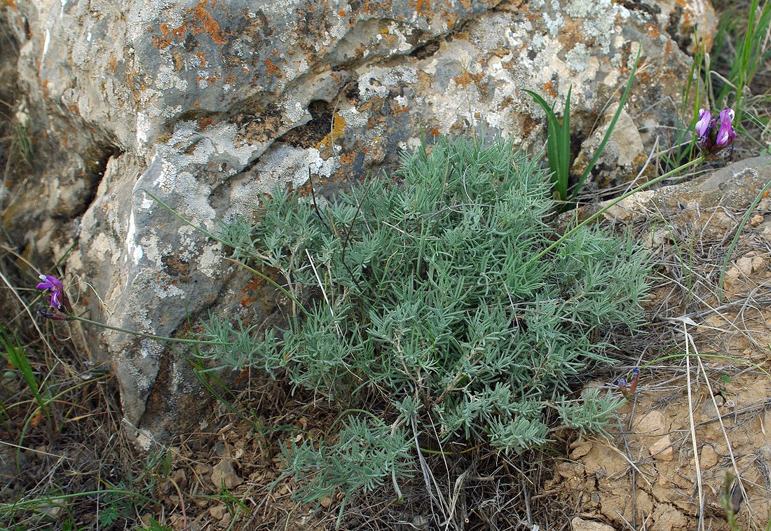 Image of Astragalus falcigerus specimen.