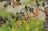 Berberis &times; ottawensis