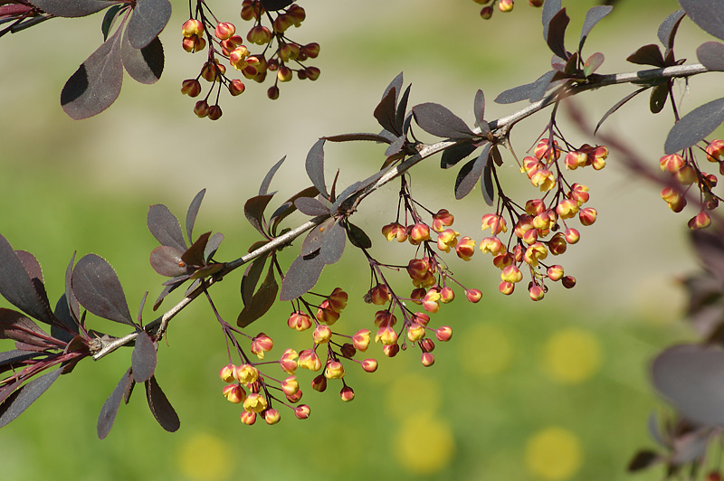 Image of Berberis × ottawensis specimen.