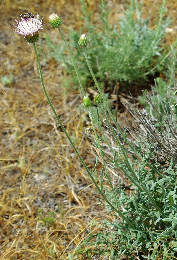 Изображение особи Jurinea multiloba ssp. aulieatensis.