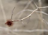 genus Calligonum