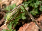 Image of taxon representative. Author is Сергей Глотов