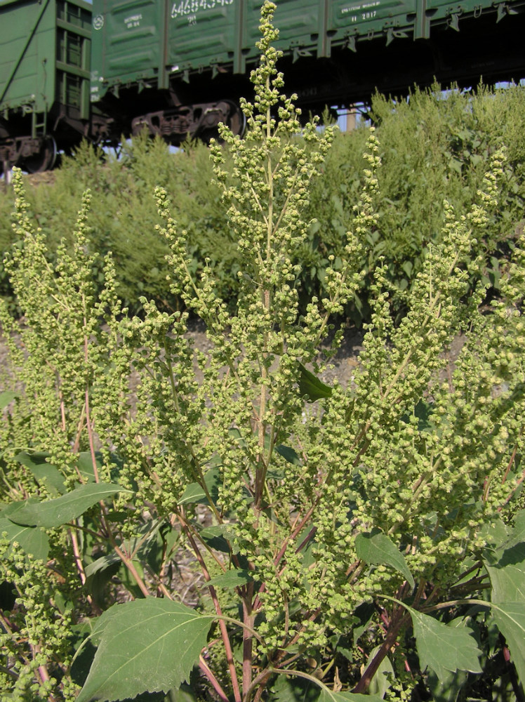 Изображение особи Cyclachaena xanthiifolia.