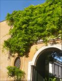 Wisteria sinensis