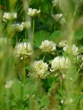 Trifolium repens