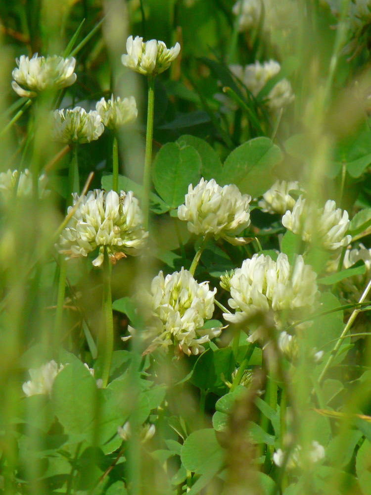 Изображение особи Trifolium repens.