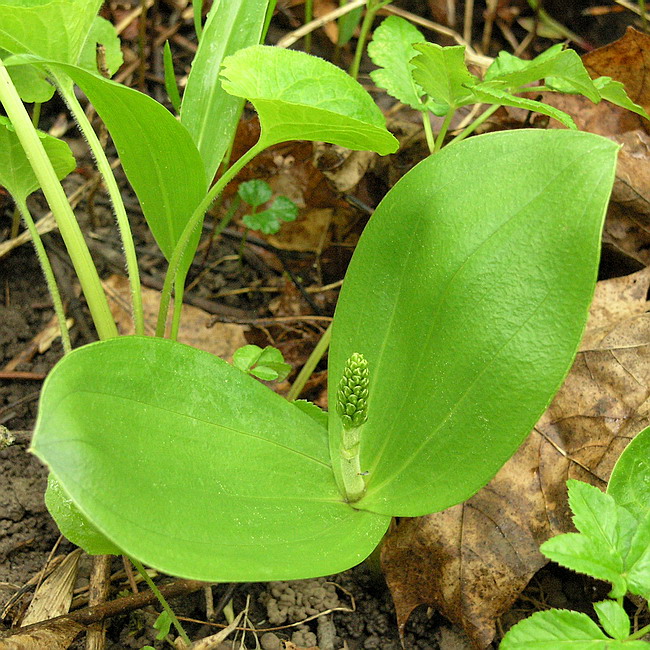 Изображение особи Listera ovata.