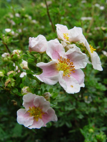 Image of Dasiphora fruticosa specimen.