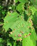 Alnus incana