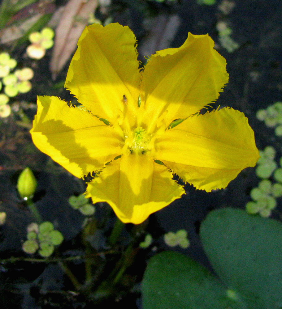 Изображение особи Nymphoides peltata.