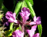 Stachys palustris. Часть соцветия. Астраханская обл., Красноярский р-н, с. Шмагино, р. Шмагина, у воды. 13.08.2011.