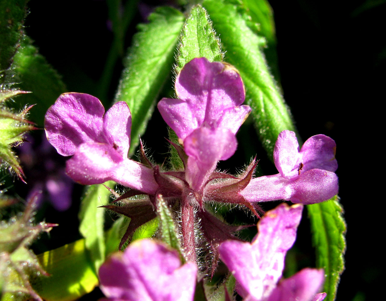 Image of Stachys palustris specimen.