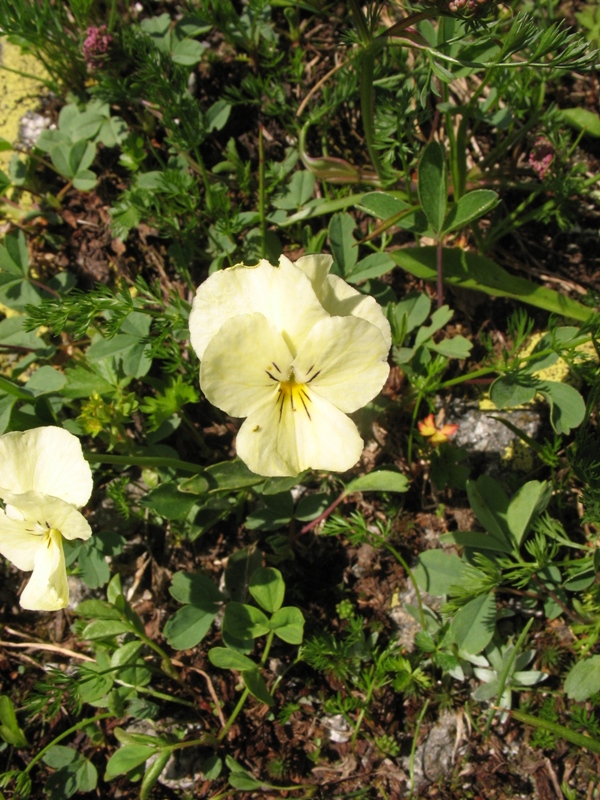 Image of Viola oreades specimen.