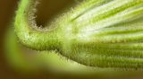 Erodium gruinum. Основание чашечки при плоде; видно железистое опушение (Erodium telavivense Eig). Израиль, Шарон, г. Герцлия, рудеральное местообитание. 25.03.2012.