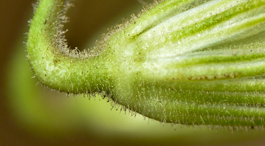 Изображение особи Erodium gruinum.