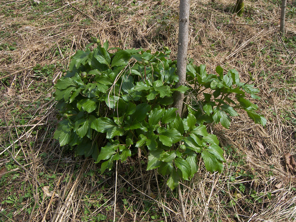 Изображение особи Paeonia wittmanniana.