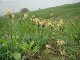 Carex stenophylla