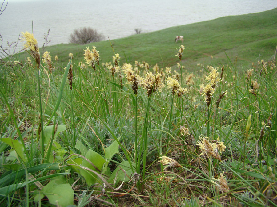 Image of Carex stenophylla specimen.