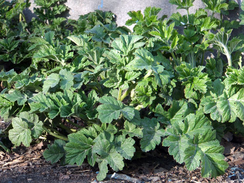 Image of genus Heracleum specimen.