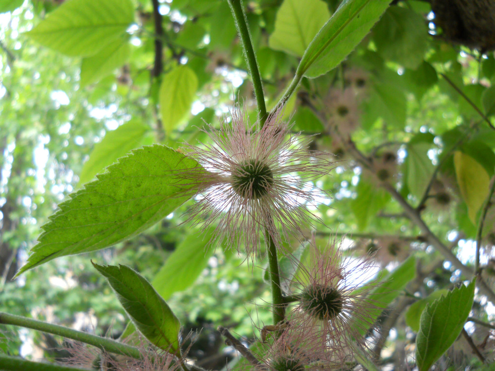 Image of Broussonetia papyrifera specimen.