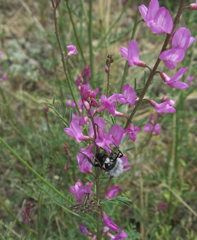 Изображение особи Astragalus macropterus.