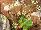 Physospermum cornubiense. Часть соцветия. Крым, южный берег, окр. Алупки, сосновый лес. 2 июня 2012 г.