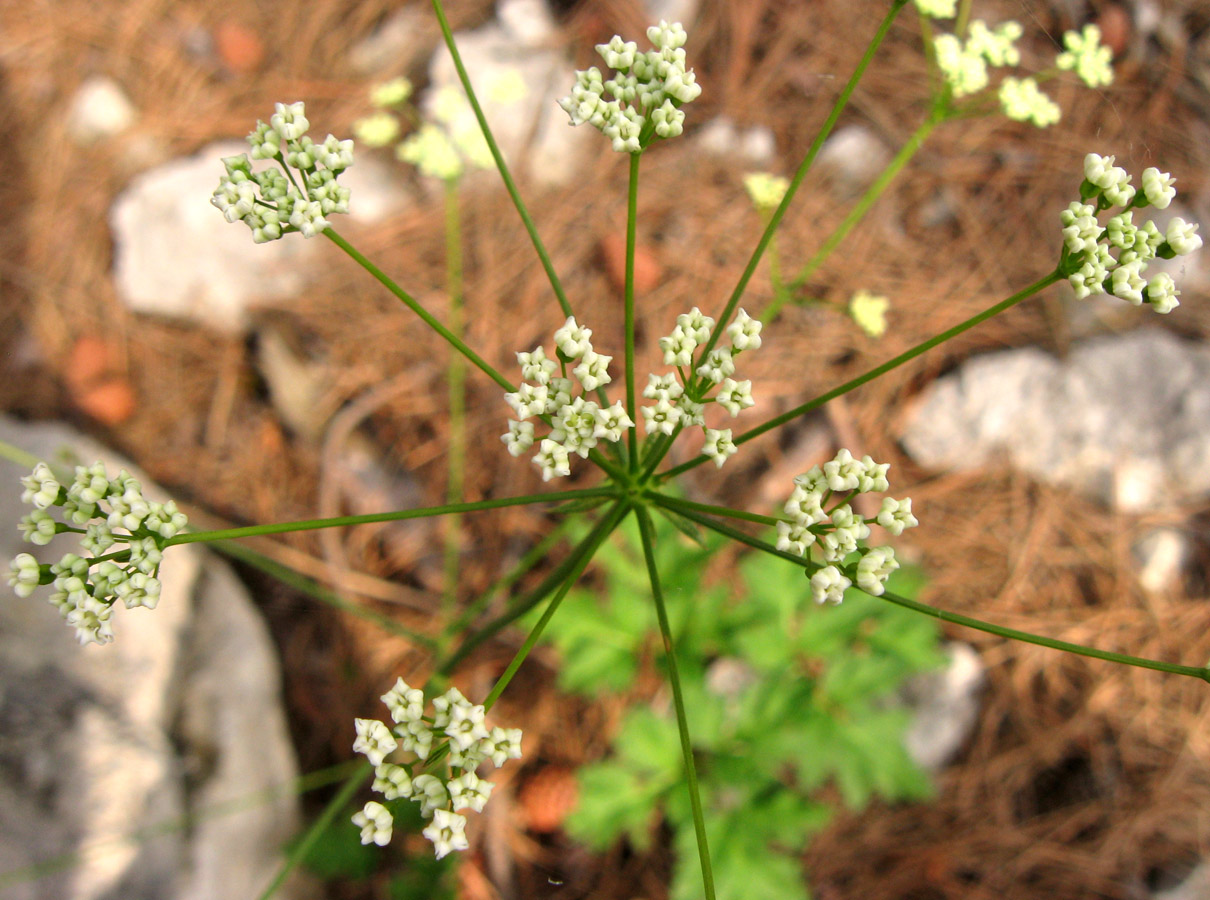 Изображение особи Physospermum cornubiense.