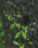 Moehringia trinervia