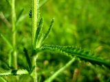 Achillea alpina. Часть стебля. Республика Саха (Якутия), Томпонский р-н, окр. села Кескил. 08.07.2012.