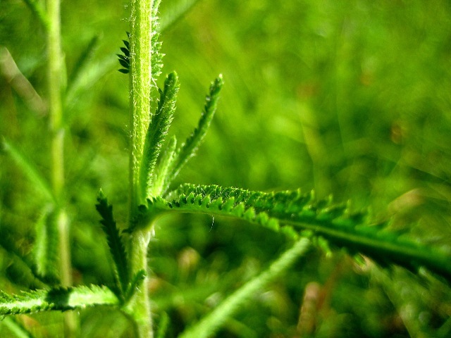 Изображение особи Achillea alpina.