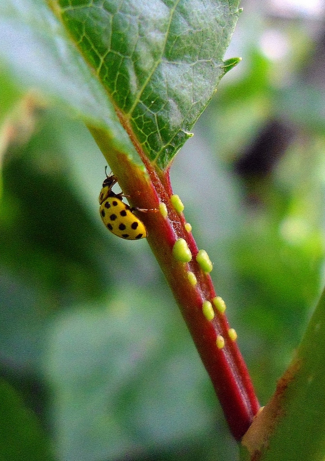 Image of Padus virginiana specimen.