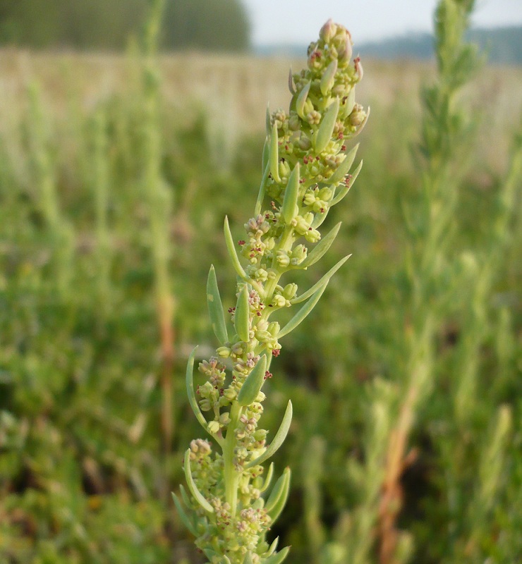 Изображение особи Suaeda linifolia.