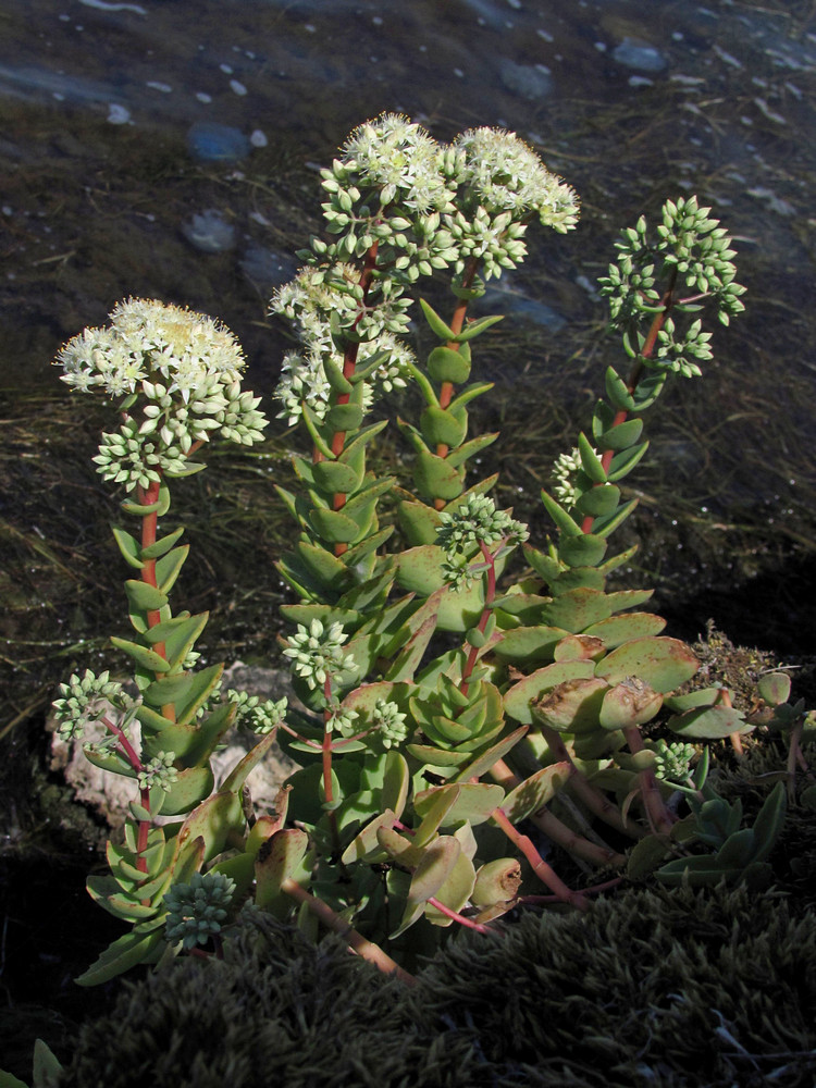 Изображение особи Hylotelephium stepposum.