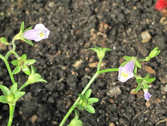 Изображение особи Mazus pumilus.