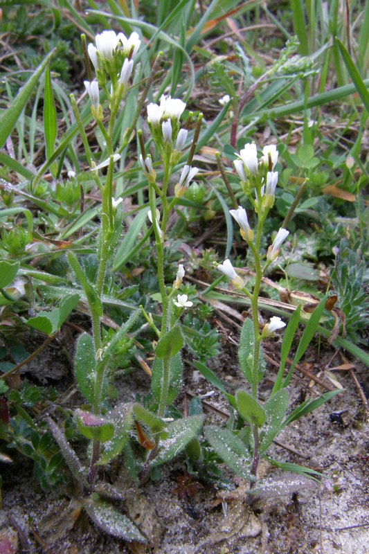 Image of Arabis auriculata specimen.