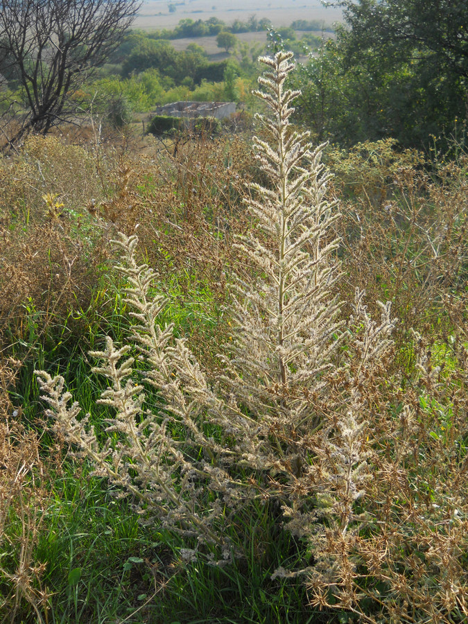 Изображение особи Echium biebersteinii.